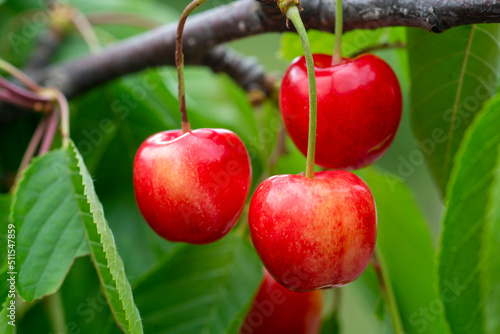 Ripe organic cherries on a branch in the garden.