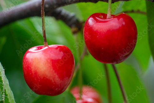 Ripe organic cherries on a branch in the garden.