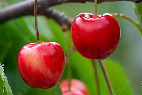 Ripe organic cherries on a branch in the garden.