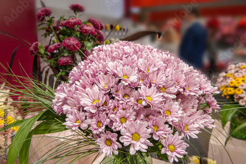 beautiful spring bouquet. floral arrangement with chrysanthemums of pink flowers. The concept of a flower shop, a small family business