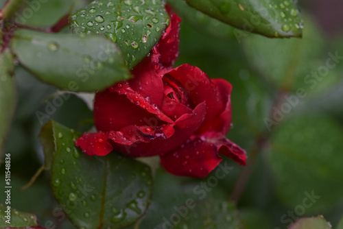 Beautiful red rose with water drops after the rain in the garden plot of the household