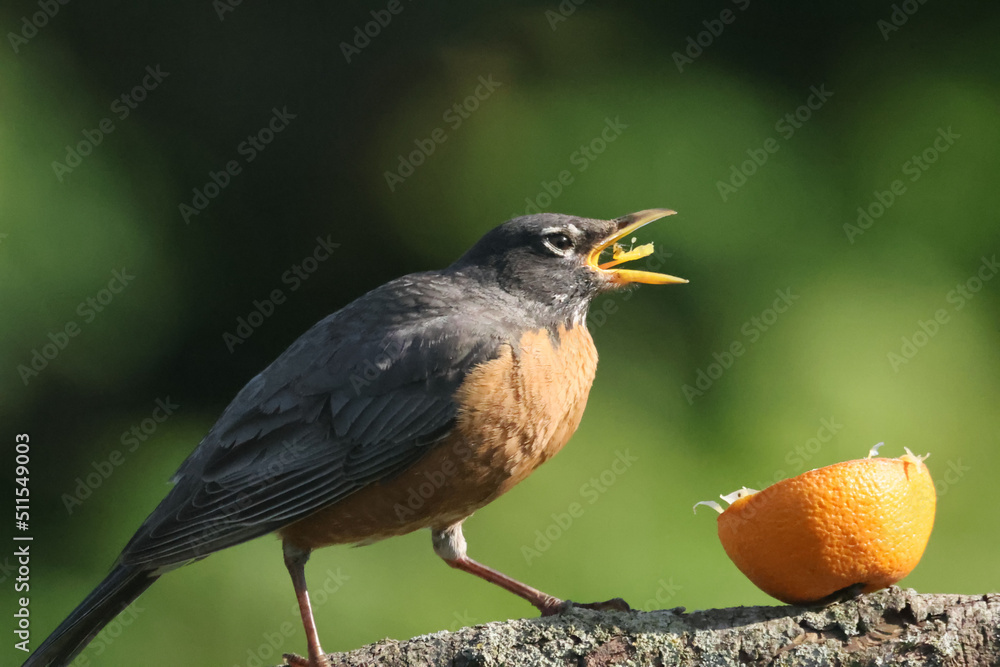 Obraz premium American Robins collecting food for chicks and taking food to nest for two remaining chicks. Two died from predation. Bright summer day