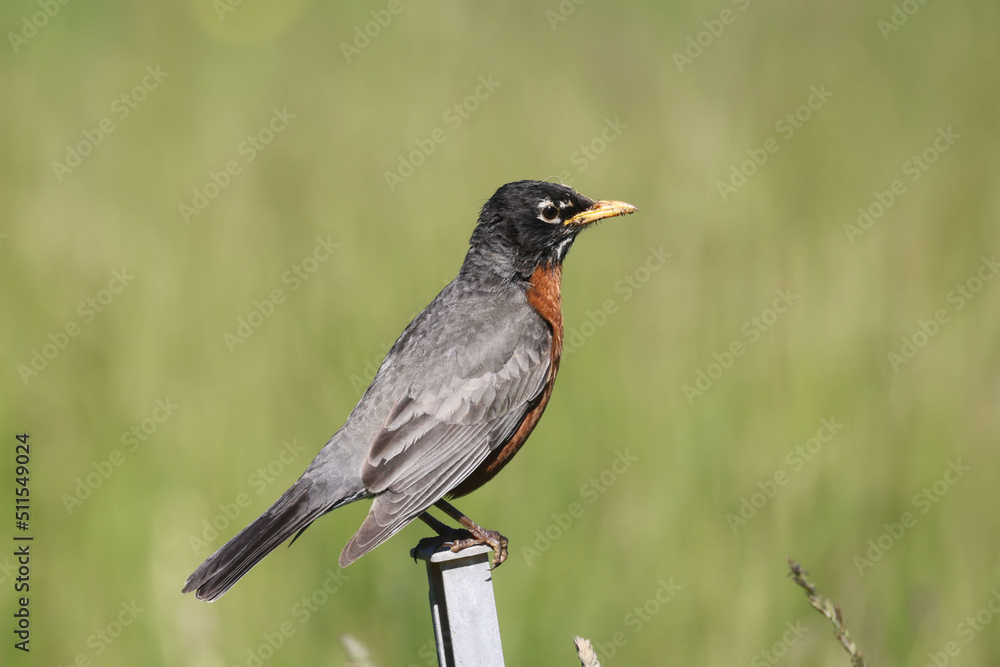 Robins in summer Robins in summer