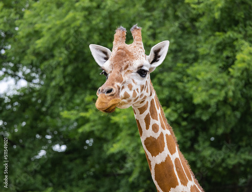 Reticulated Giraffe looking at people at a zoo in Alabama. © Wildspaces