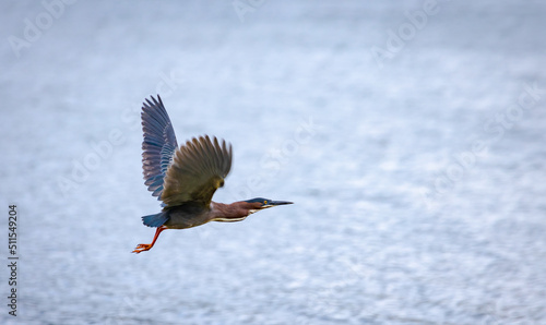 Green Heron flying along roadside at Garden Lake in Rome Georgia. photo