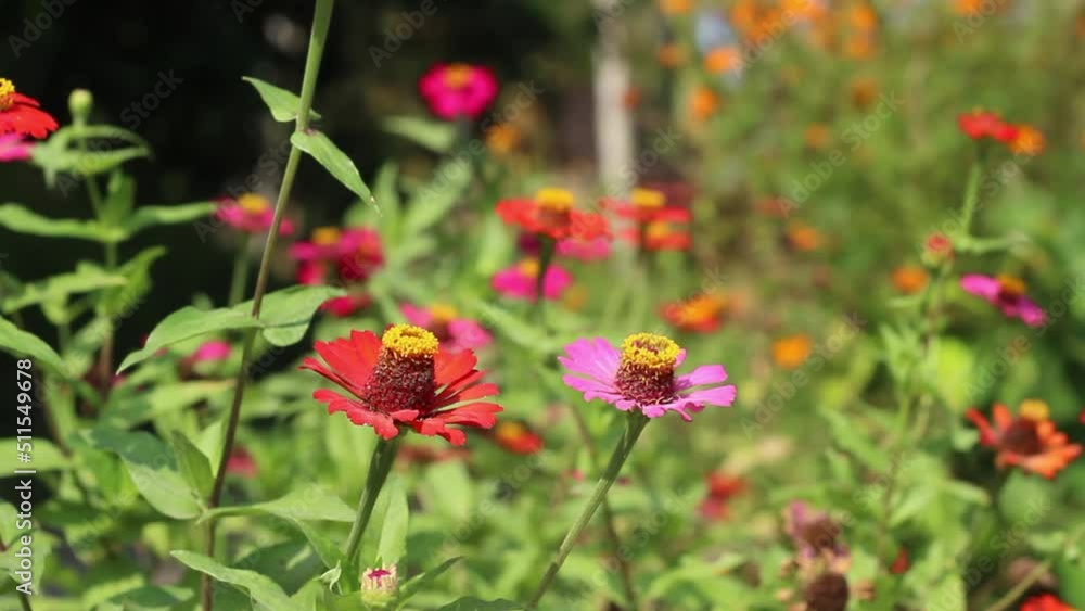 flower in the garden flower in the garden