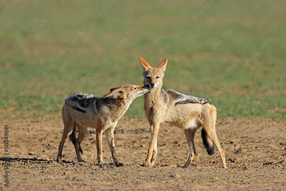 A pair of black-backed jackals (Canis mesomelas), Kalahari desert, South Africa.