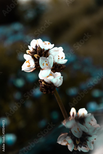 Libertia chilensis o calle calle, flor ornamental pequeña de color blanco , con fondo difuminada y flores azules de fondo creativa 