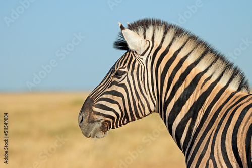 Portrait of a plains zebra  Equus burchelli   Etosha National Park  Namibia.