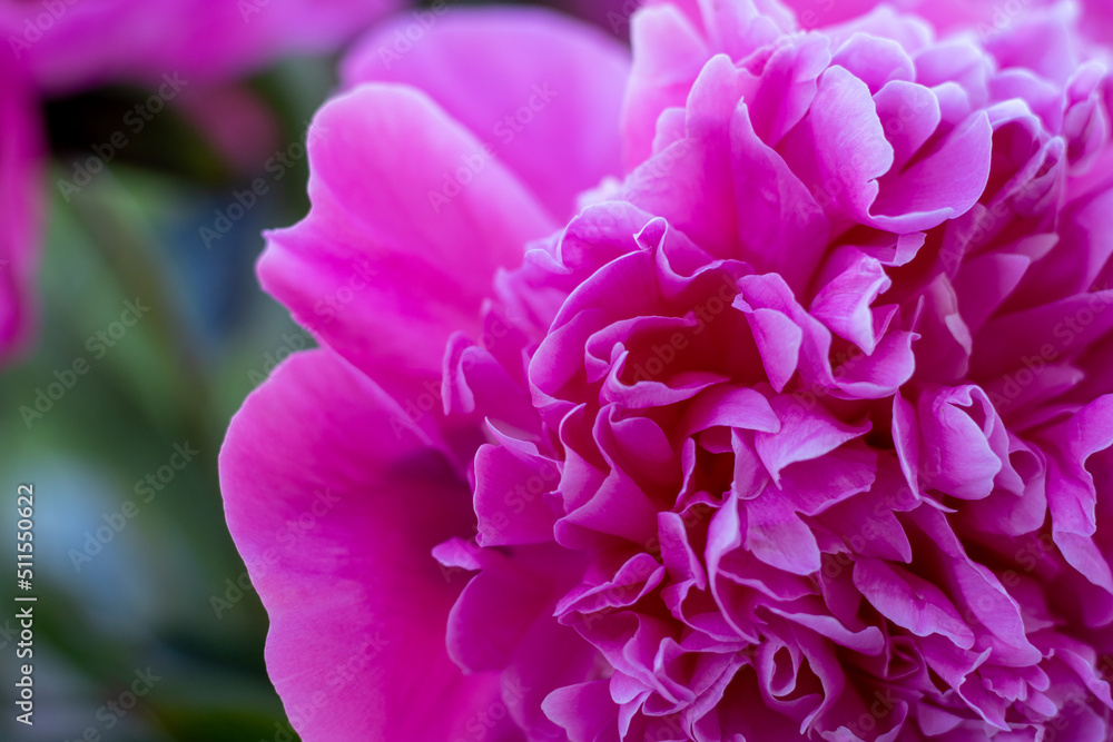 Details of blooming pink peony flower