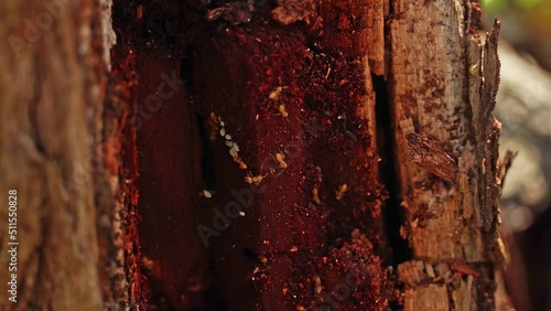 Termite workers picking up baby eggs, extreme close up macro shot of small termites nest in dry dead rotting wood tree trunk. photo