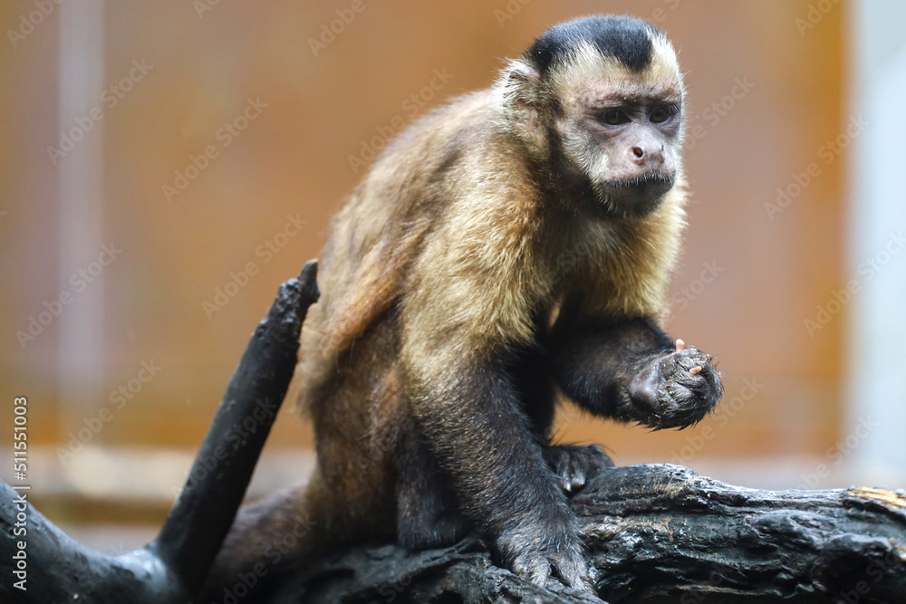 Obraz premium Close up The red monkey stop on big branch tree
