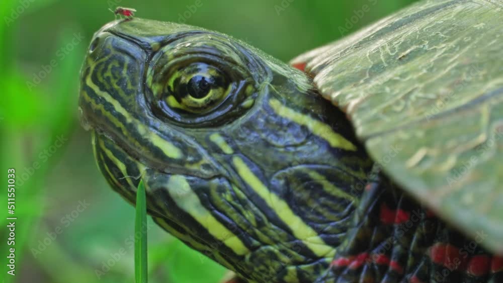 Painted turtle head with mosquito in the nose, macro close up. Turtle hiding in the shadow at