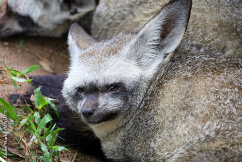 close up face bat eared fox