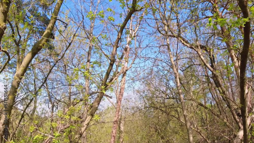 Summer day in the forest. Sun on the green foliage of forest trees. Fresh spring green leaves of a trees at sunny hot day. Shot during hiking. Summer day in the forest. Sun on the green foliage of forest trees. Fresh spring green leaves of a trees at sunny hot day. Shot during hiking.