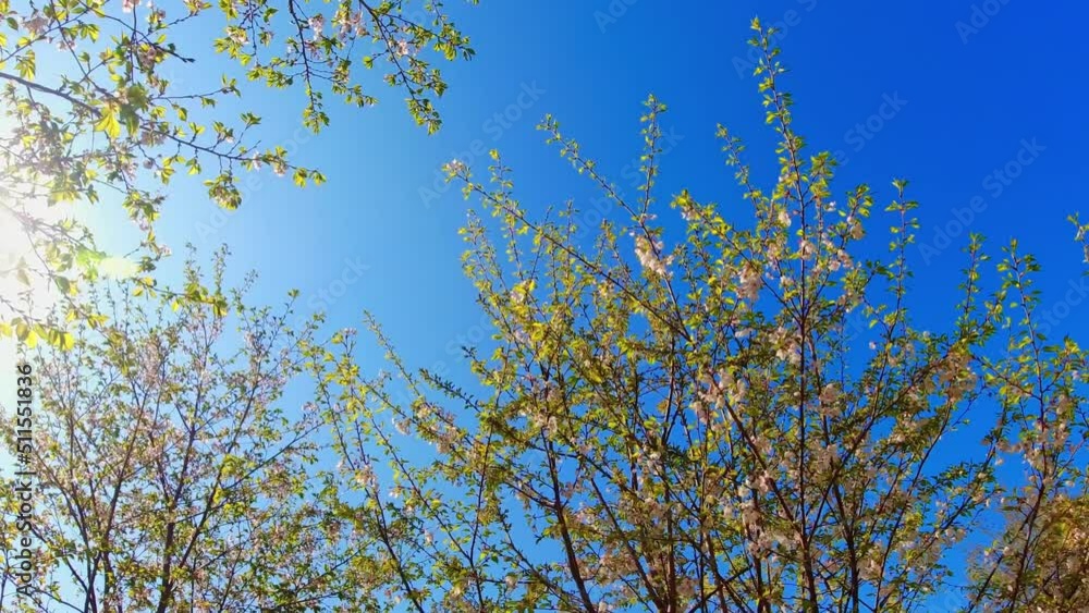 Walking in the spring garden of cherry blossoming trees with flowers and blue sky background, dreamy slow motion, and fantasy dream travel nature concept. Walking in the spring garden of cherry blossoming trees with flowers and blue sky background, dreamy slow motion, and fantasy dream travel nature concept.