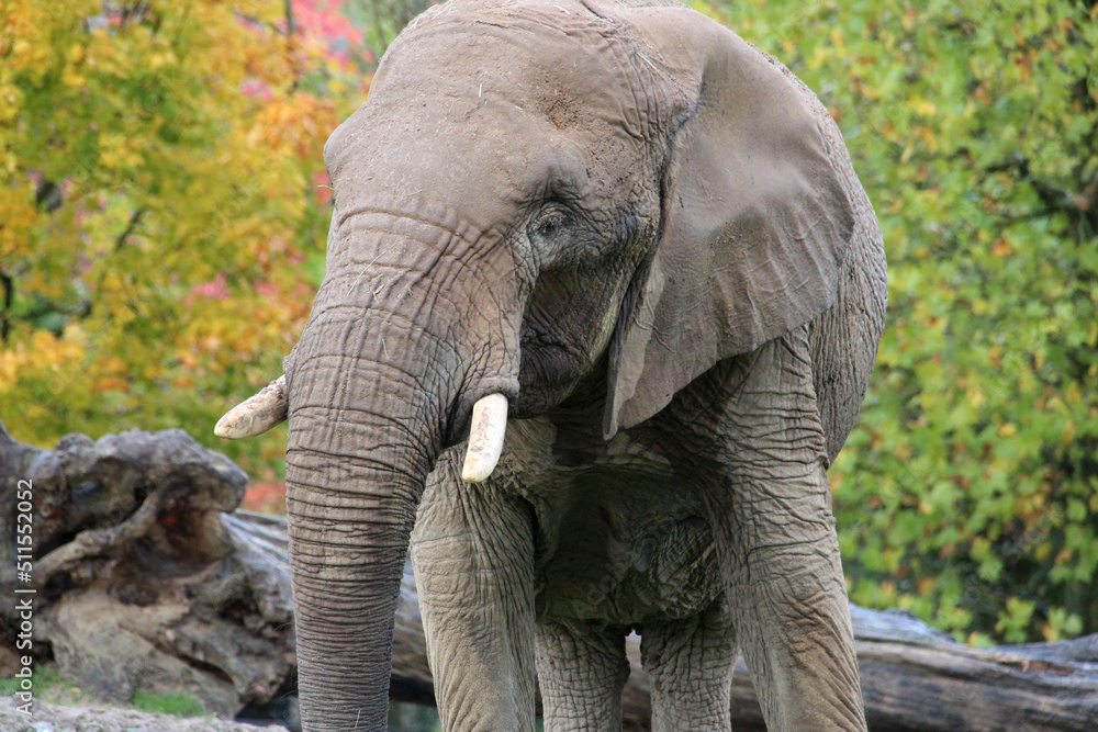 african elephant in a zoo in france