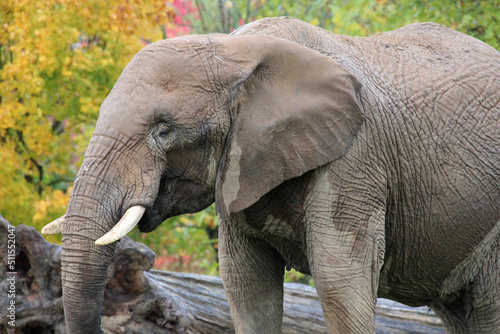 african elephant in a zoo in france