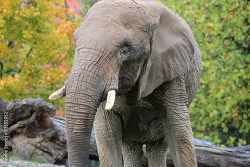 african elephant in a zoo in france