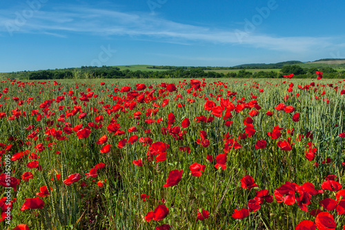 Red poppies on a wheat field in the Kuban.