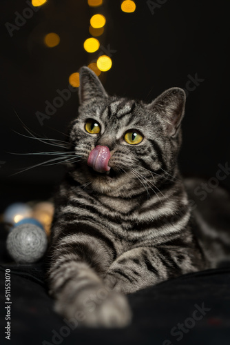 Young tabby cat lying on a black blanket, sticking out his tongue and licking his nose. Beautiful yellow cat eyes looking forward. Yellow bokeh lights on black background. Copy space.  photo