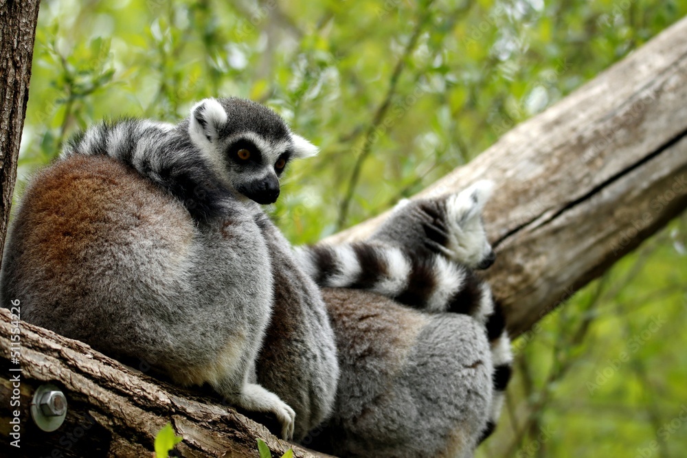 Fototapeta premium lemurien