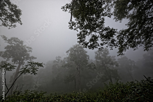 霧に包まれた不気味な森