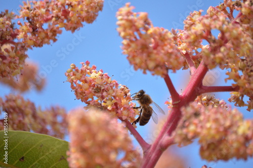 Bee in mango flowers, pollination