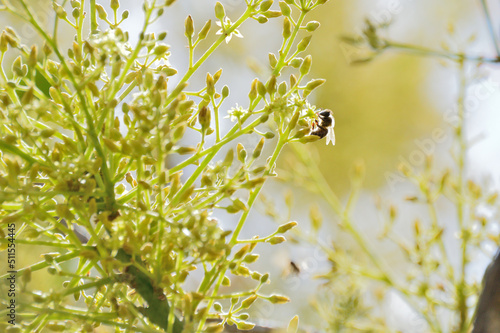 Bee in avocados flowers, pollination photo