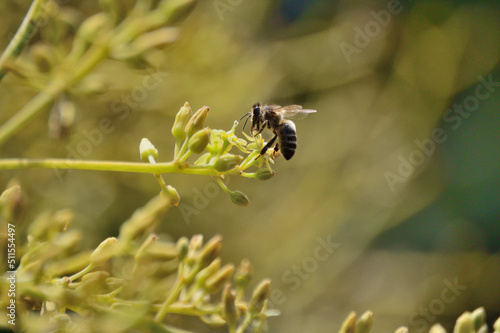 Bee in avocado flower, pollination photo