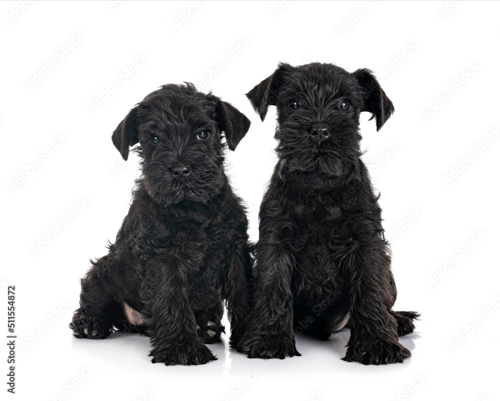 black miniature schnauzers in studio black miniature schnauzers in studio