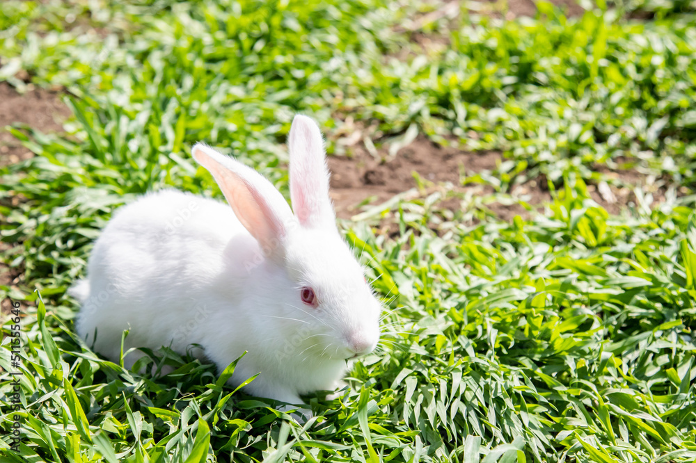 Rabbits in green grass at livestock farm, ranch background. Rabbit on a natural eco farm. Modern animal husbandry and ecological farming concept Rabbits in green grass at livestock farm, ranch background. Rabbit on a natural eco farm. Modern animal husbandry and ecological farming concept