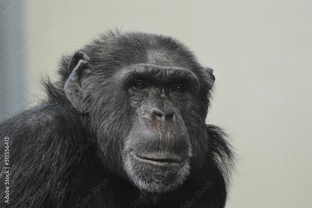 Fototapeta premium Monkey ape schimp zoo animal portrait