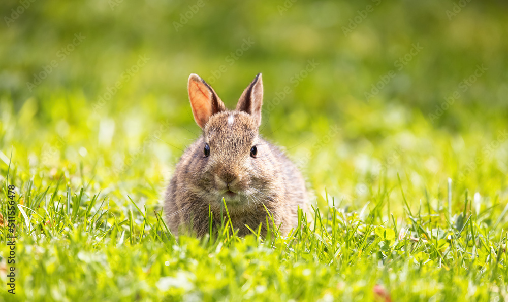 Fototapeta premium Wild Baby Rabbit sitting and eating on green grass. Sunny Spring Day.