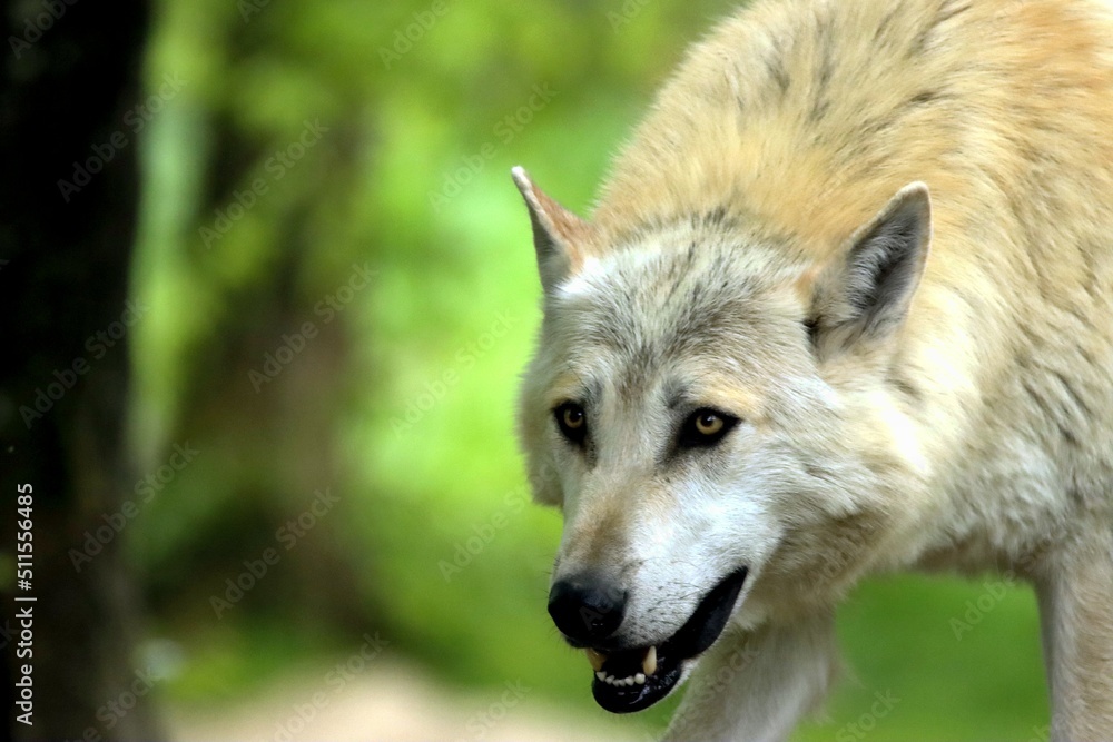Obraz premium loup