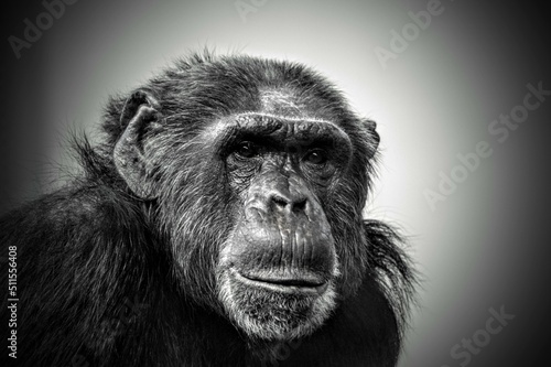 Monkey ape schimp zoo animal portrait