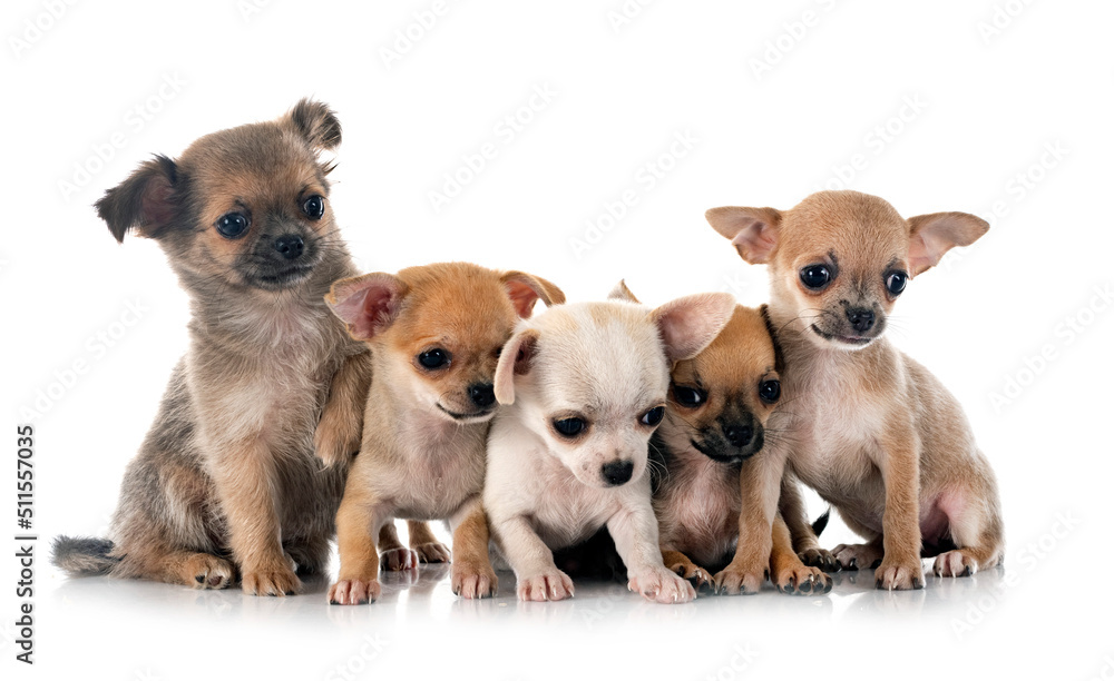 chihuahuas in studio chihuahuas in studio