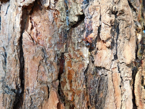 Background, texture photograph of a Pine Tree bark shimmering in the sunlight
