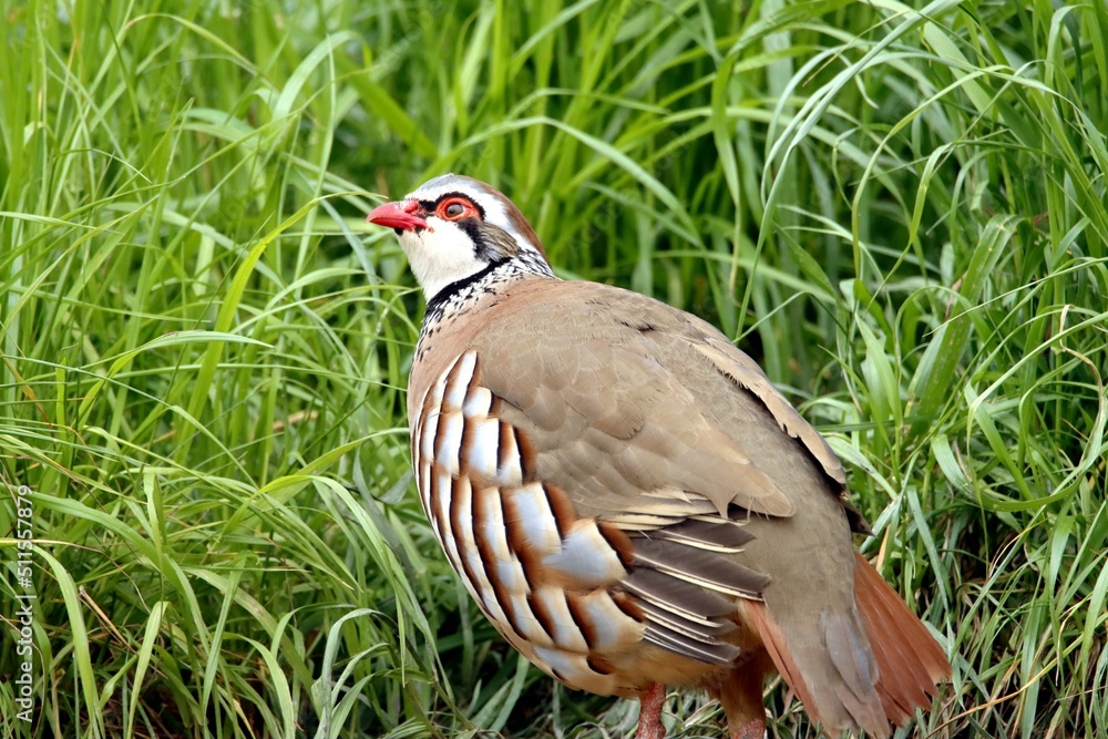 Fototapeta premium perdrix