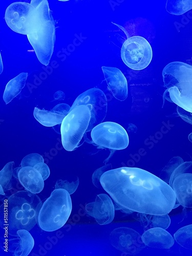 Jellyfishes blue background aquarium  © Hedvig