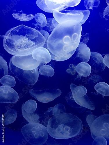 Jellyfishes blue background aquarium 