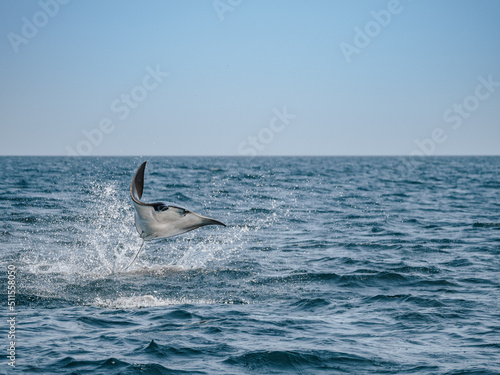 Jumping Ray in Baja California, Mexico