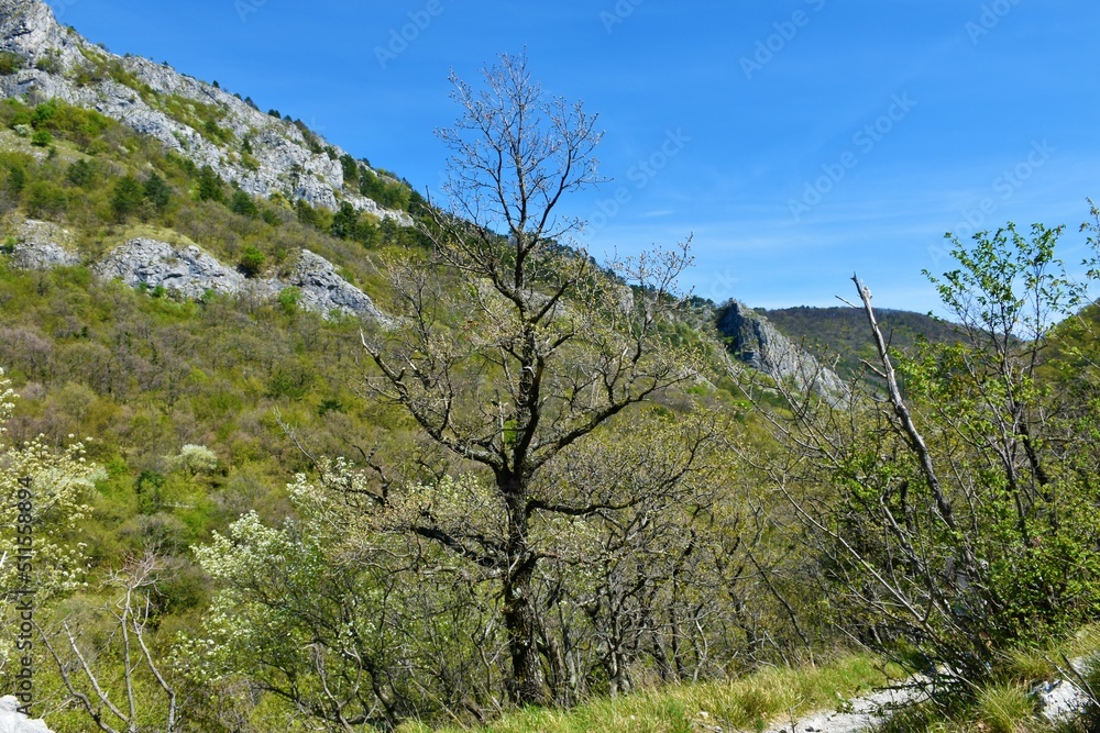 Oak tree in spring with white blooming trees around in Val Rosandra valley in Italy