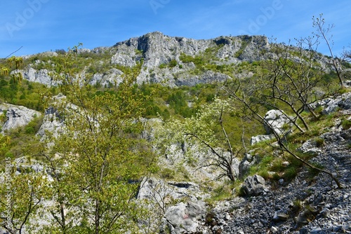Rocky mountain peak above Val Rosandra or Glinscica valley near Trieste in Italy and white blooming tree in spring photo