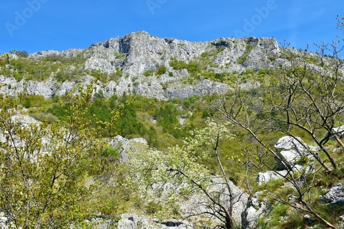 Rocky mountain peak above Val Rosandra or Glinscica valley near Trieste in Italy and white blooming tree in spring photo