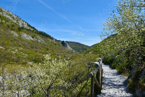 Hiking trail leading past white blooming trees in spring in Val Rosandra or Glinscica valley near Trieste in Itally photo