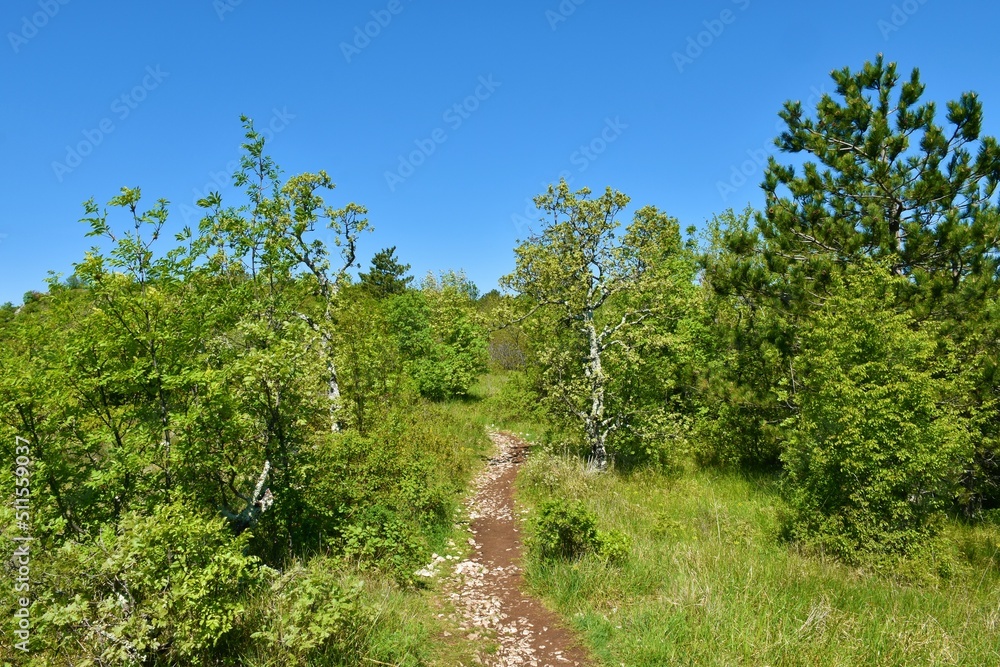 Path leading through a low growing mediterranean forest with manna ash (Fraxinus ornus) and pine trees