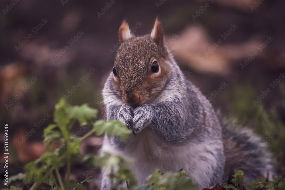 A grey English squirrel in the park. A grey English squirrel in the park.