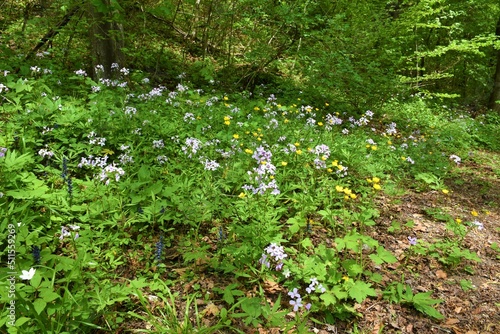 Fototapeta Naklejka Na Ścianę i Meble -  Coralroot bittercress (Cardamine bulbifera) flowers growing in a forest