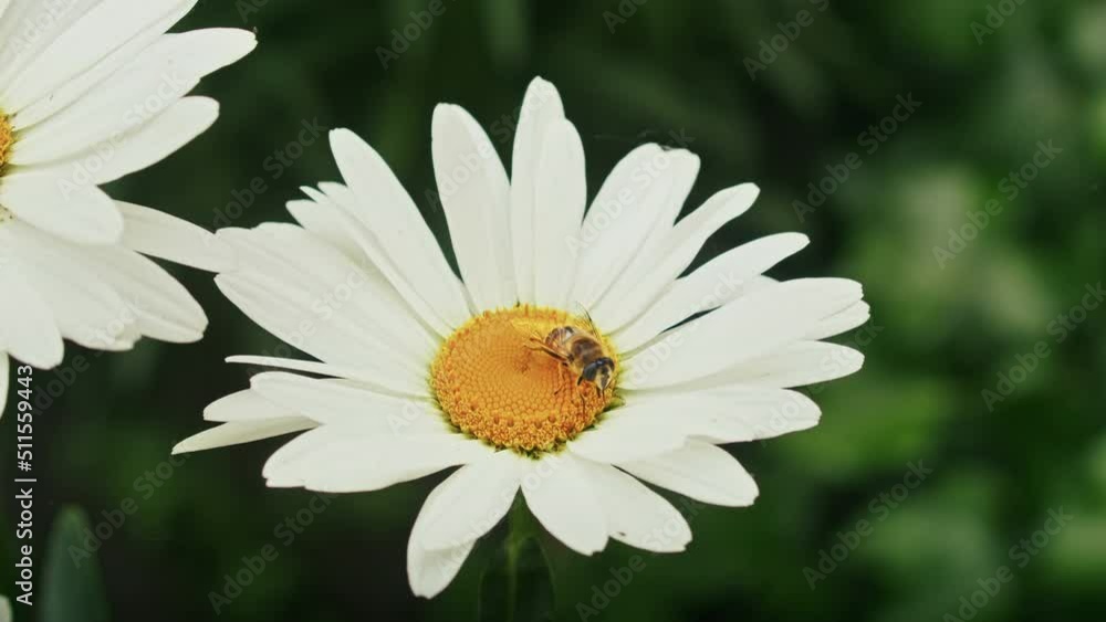 a bee collects nectar on a camomile. chamomile sways in the wind, Slow motion. a bee collects nectar on a camomile. chamomile sways in the wind, Slow motion.
